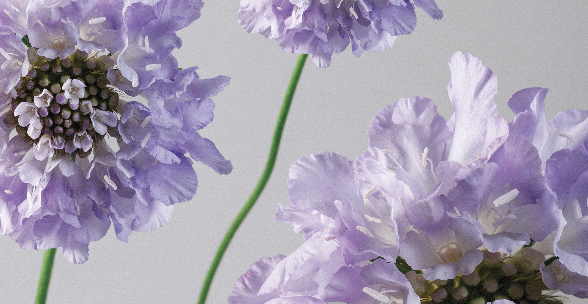 Banner image of violet scabiosa close up for the about page